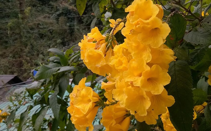 Ramri Homestay Gallery Image